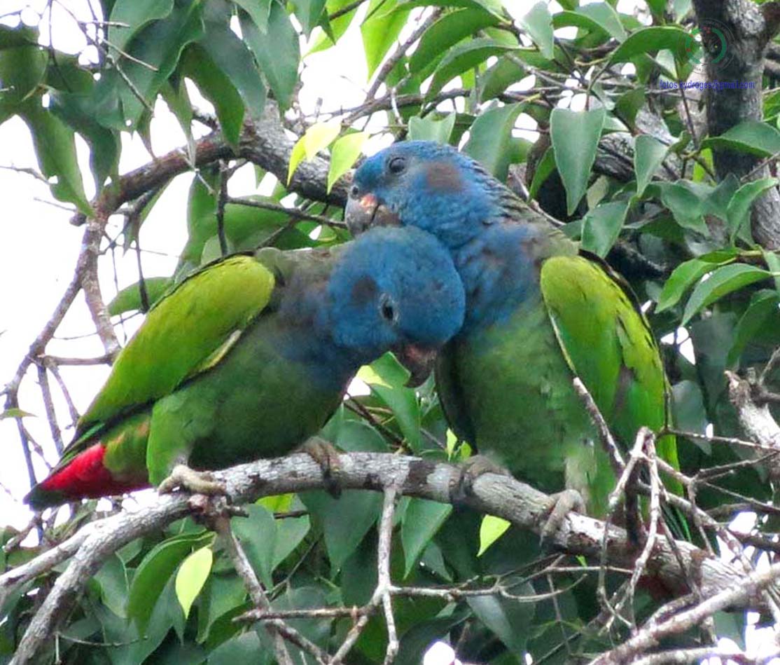 Fonte: Kemel Barbosa (2024).