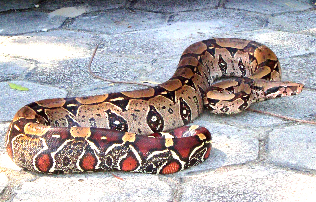 Fonte: Kemel Barbosa (2024).