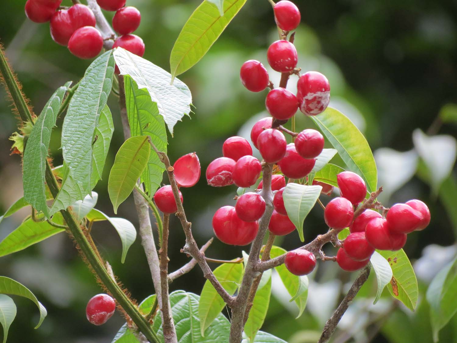 Fonte: Kemel Barbosa (2024).