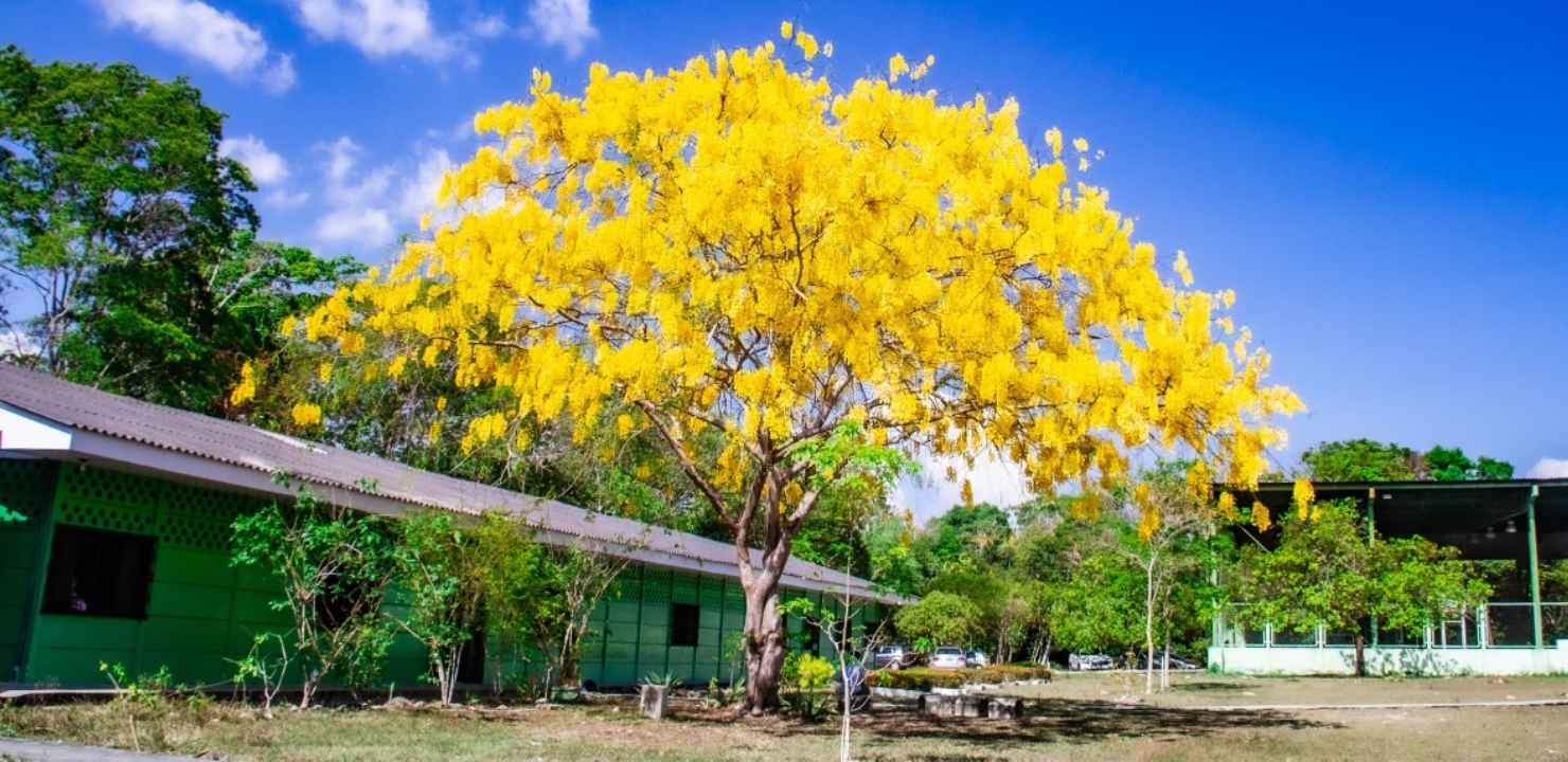 Fonte: Kemel Barbosa (2024).