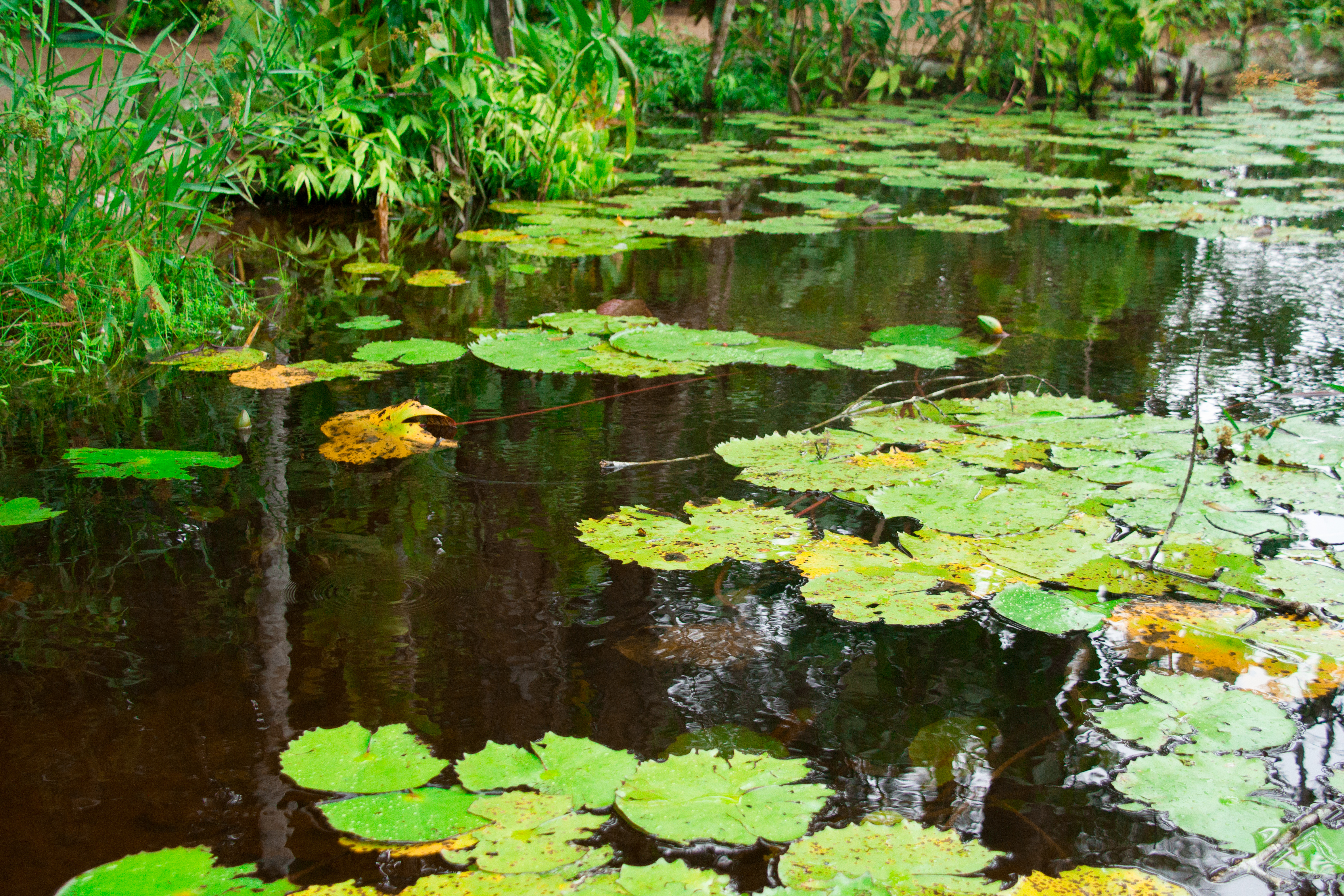 Fonte: Gesse Gonçalves Ferreira da Silva, 2026.