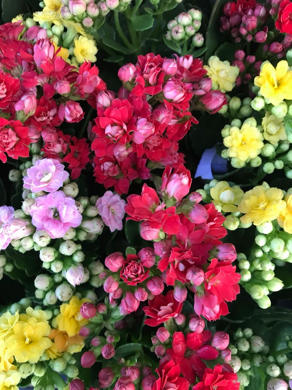 Fonte: Kemel Barbosa (2026).