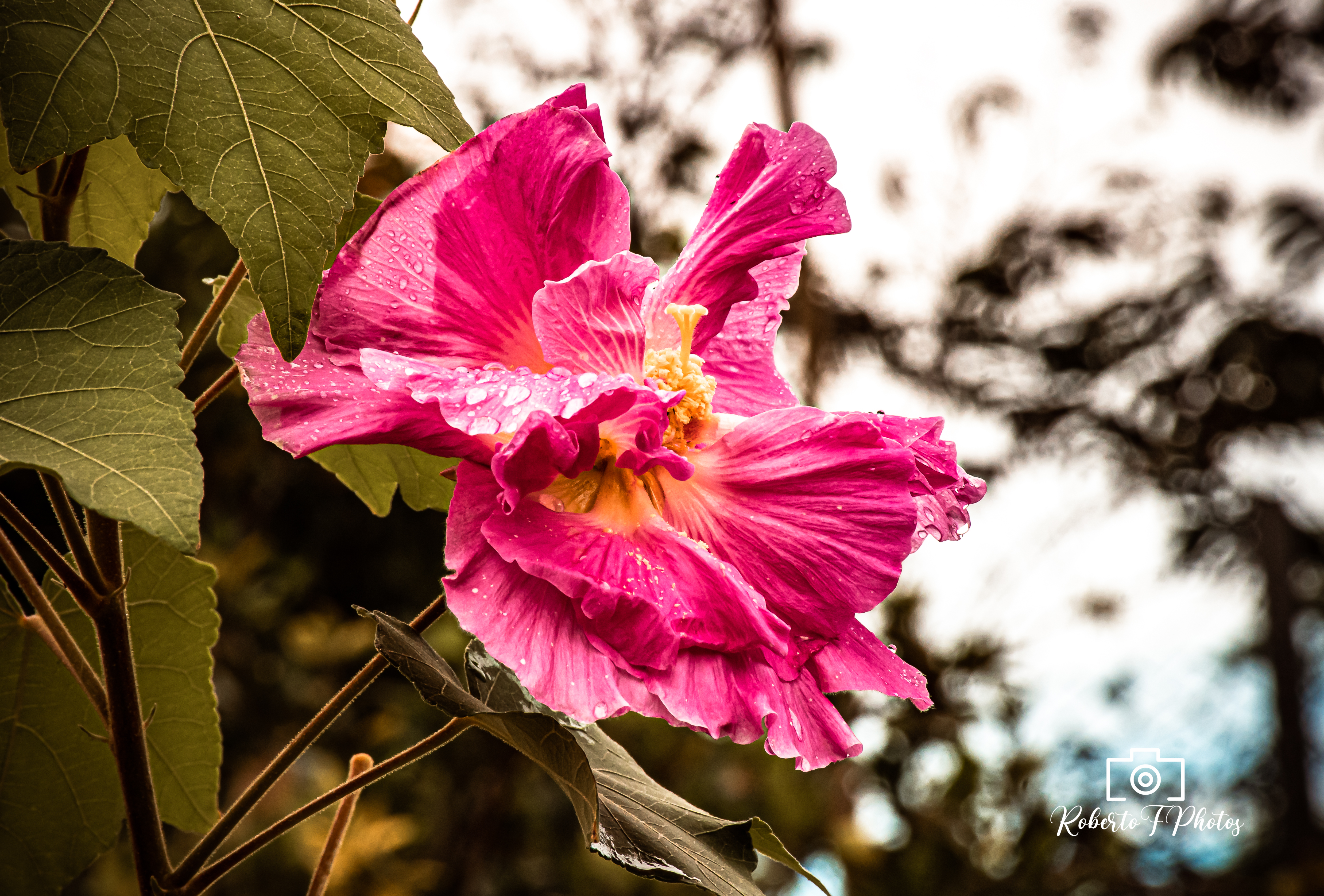 Fonte: Kemel Barbosa (2026).