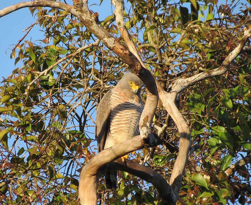 Fonte: Kemel Barbosa (2026).