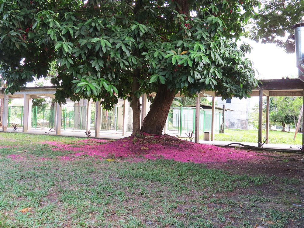 Fonte: Kemel Barbosa (2026).