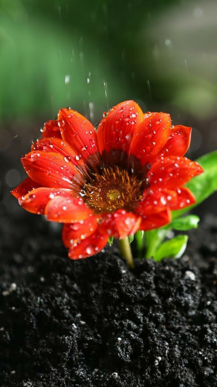 Fonte: Pinterest (2026).