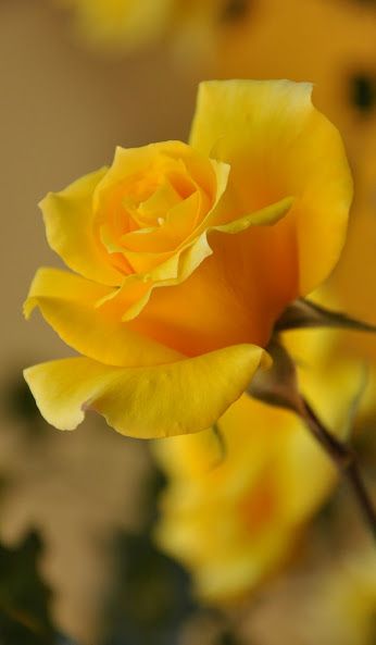 Fonte: Pinterest (2026).