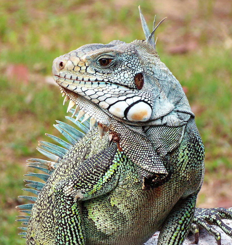 Fonte: Kemel Barbosa (2026).