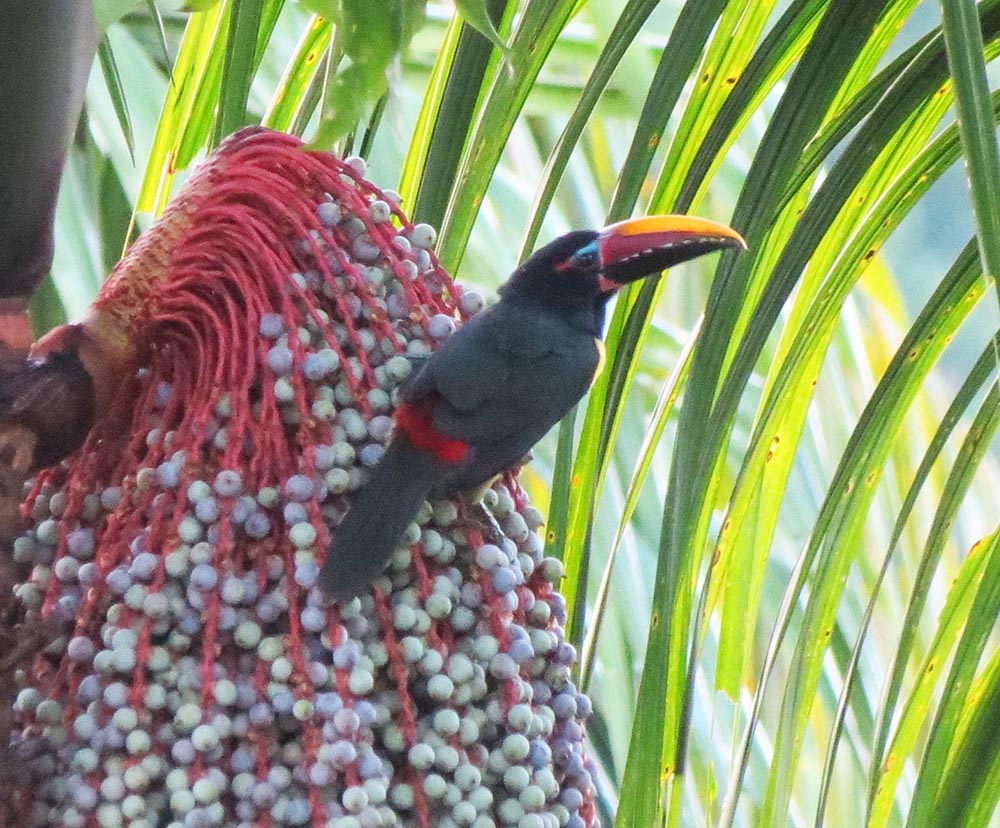 Fonte: Kemel Barbosa (2026).