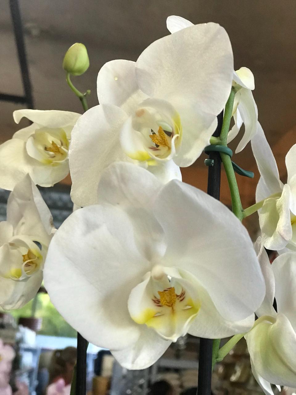 					Visualizar v. 57 n. 51 (2026): EDITORIAL DO BIUS DE FEVEREIRO/2026 V.57 N.º: 51 ISSN: 2176-9141 - Qualis/CAPES: B1.
				